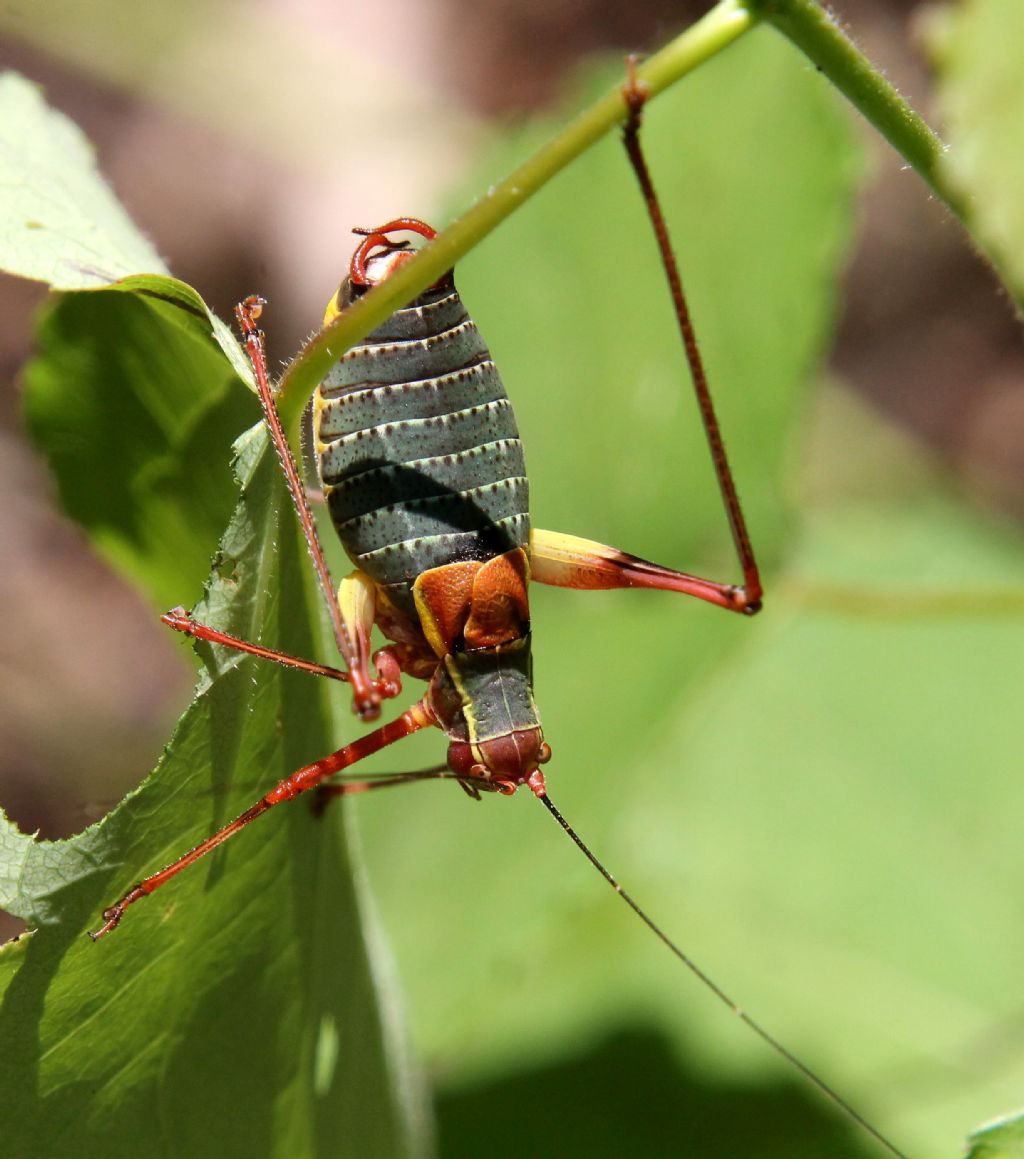 Barbitistes alpinus?